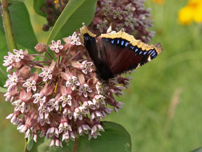 Mourning Cloak butterfly on milkweed at Fenner Nature Center, June 2015