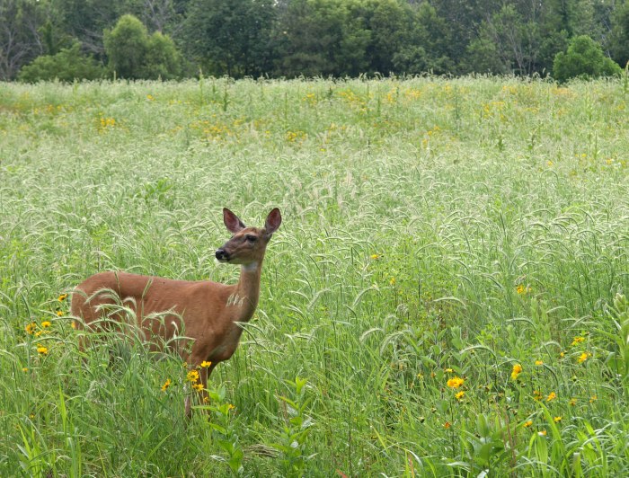 Whitetail deer at Fenner Nature Center, June 2015