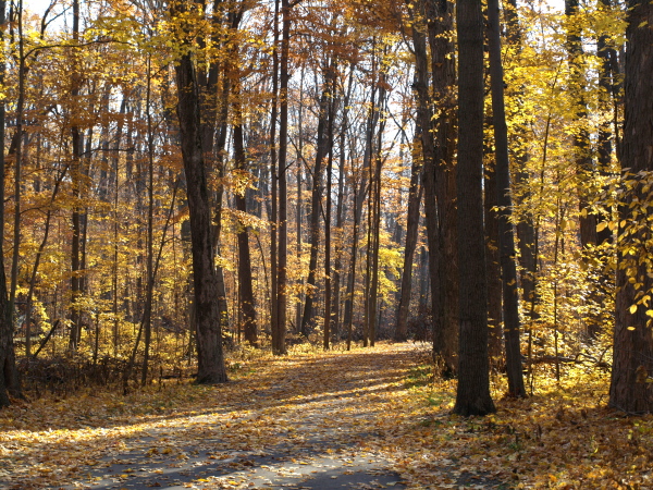The Trail to Hawk Island