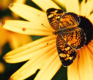 The Butterfly Effect