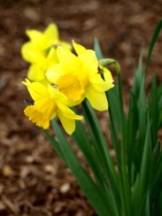 Waiting for Daffodils