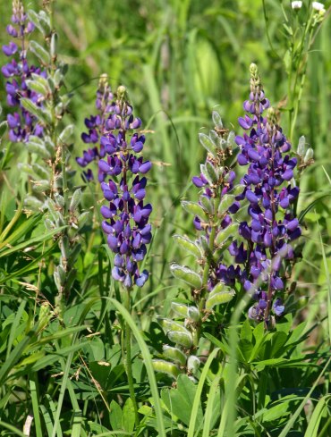 Wild Lupine