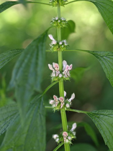 Motherwort