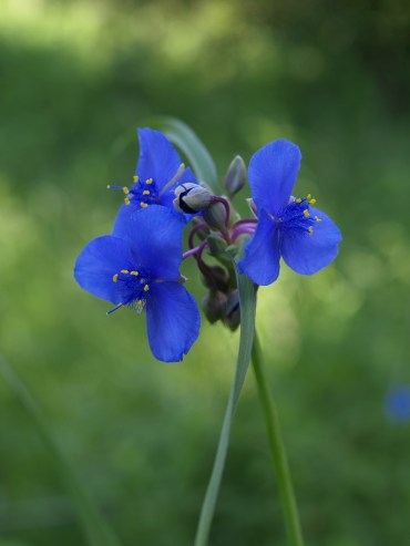 Spiderwort