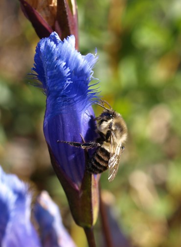 Fringed Gentian