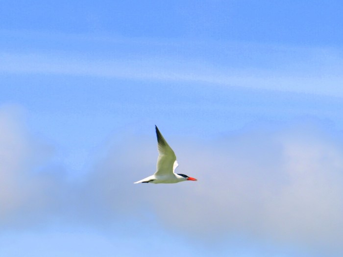 tern3