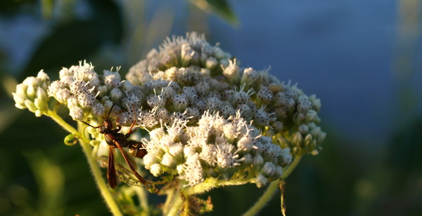 Boneset
