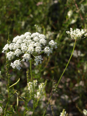 Queen Anne's Lace