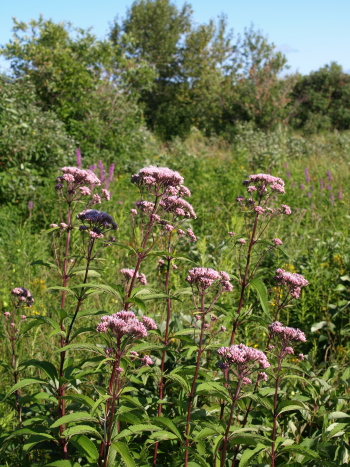 Joe-pye weed