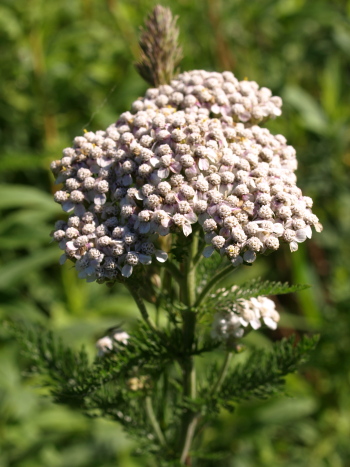 Yarrow