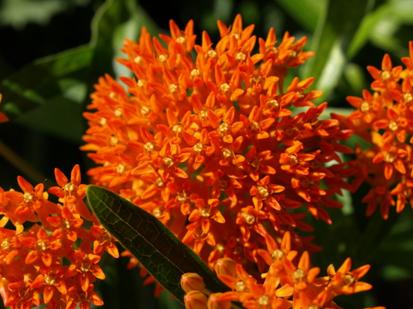 butterflyweed1