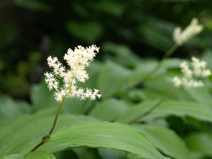 FalseSolomon'sSeal