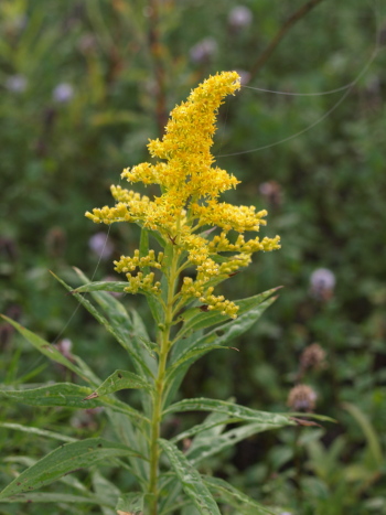 FRgoldenrod