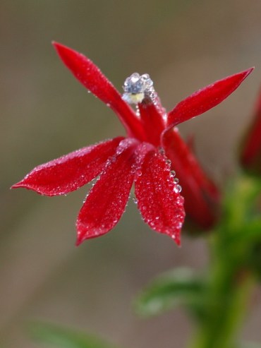 Cardinal Flower