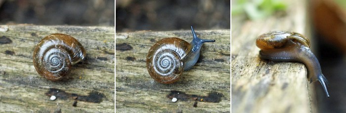 Snail