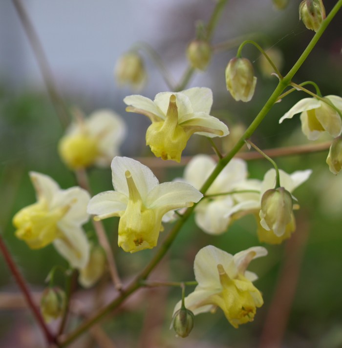 Epimedium2