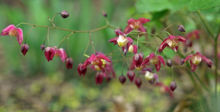 Red Epimedium