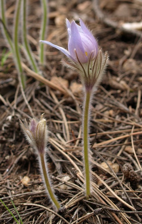 Mountain Crocus