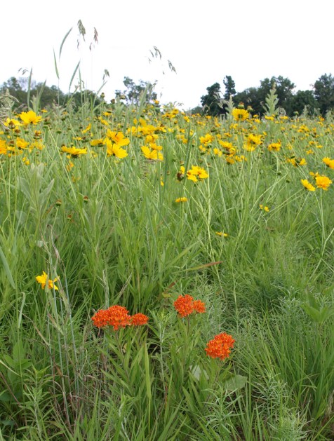 Coreopsis and butterfly weed