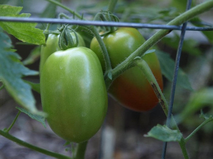 roma tomato