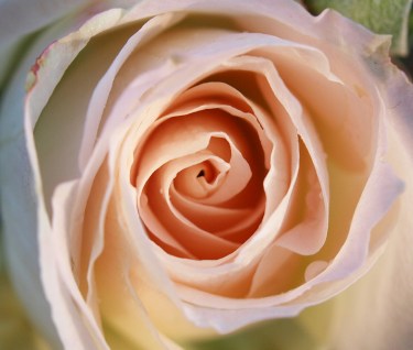 A Rose Blooms on Veteran's Day