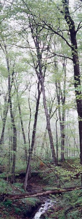 BlandfordinSpringSkinny