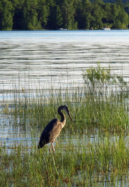 Great Blue Heron, Thumb Lake