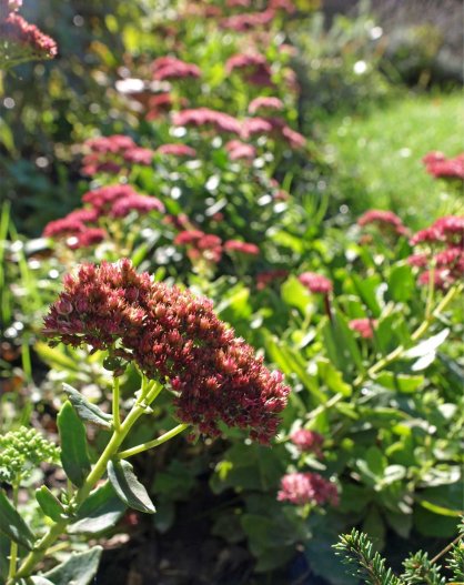 Autumn Joy Sedum