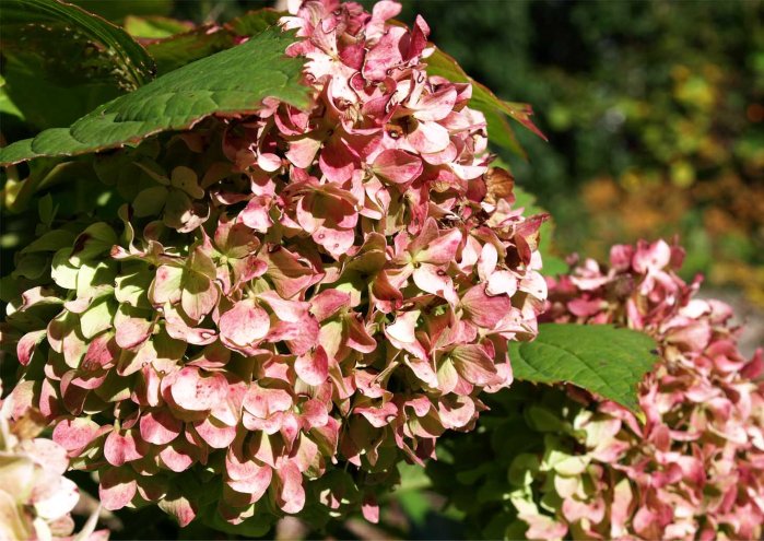Endless Summer Hydrangea