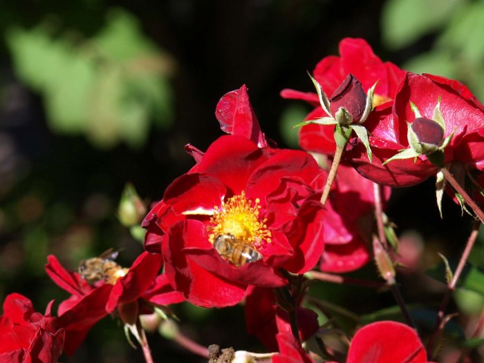 Red Carpet Rose