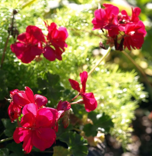 Annual Geraniums