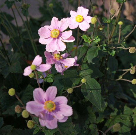Japanese Anemone