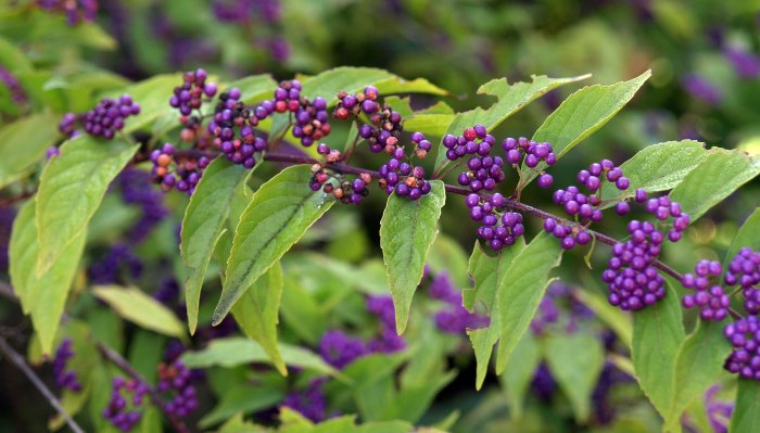 Beautyberry Bush