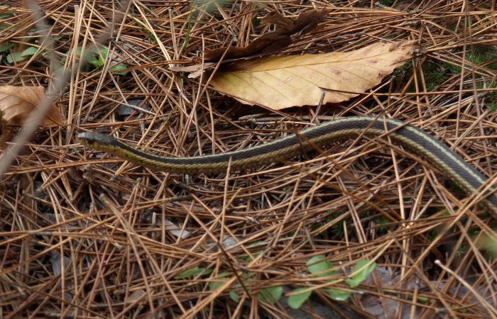 Garter snake at Marilla Trailhead, North Country Trail, Manistee National Forest, Michigan
