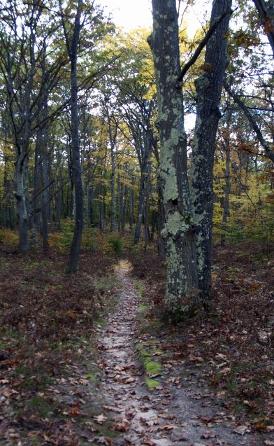 North Country Trail, Manistee National Forest, Michigan, October 2016