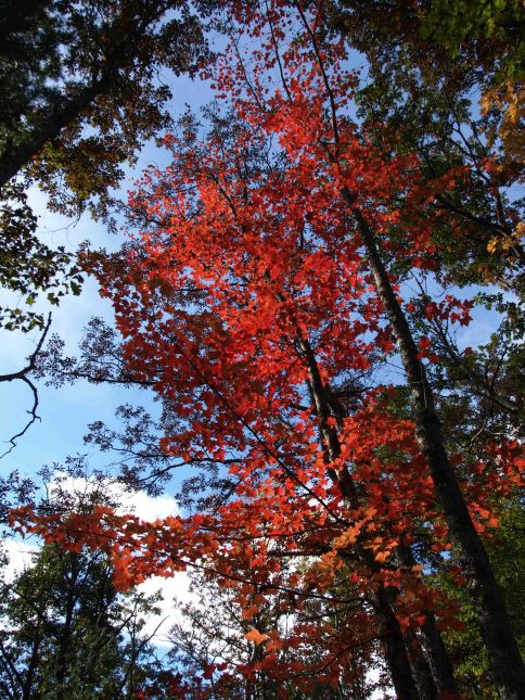 North Country Trail, Manistee National Forest, Michigan, October 2016