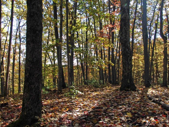 North Country Trail, Manistee River, October 2016