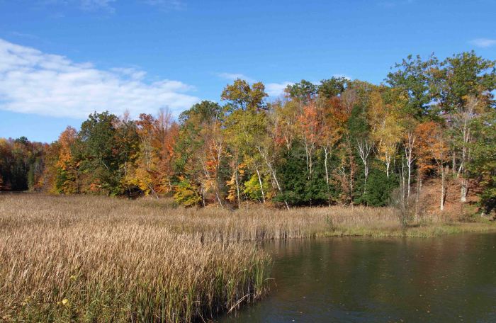 Manistee River near Red Bridge, October 2016