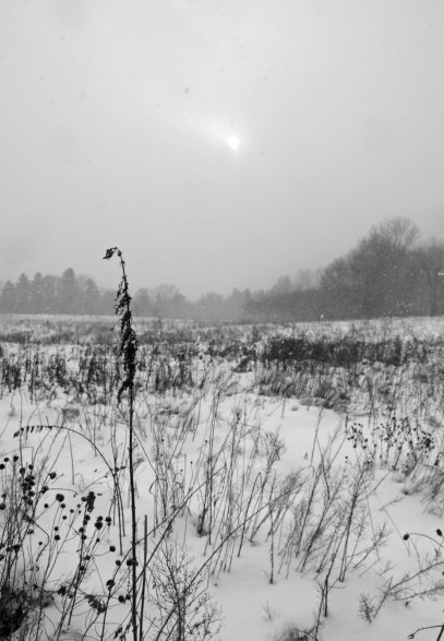 Snowy Day at Fenner Nature Center, December 2016