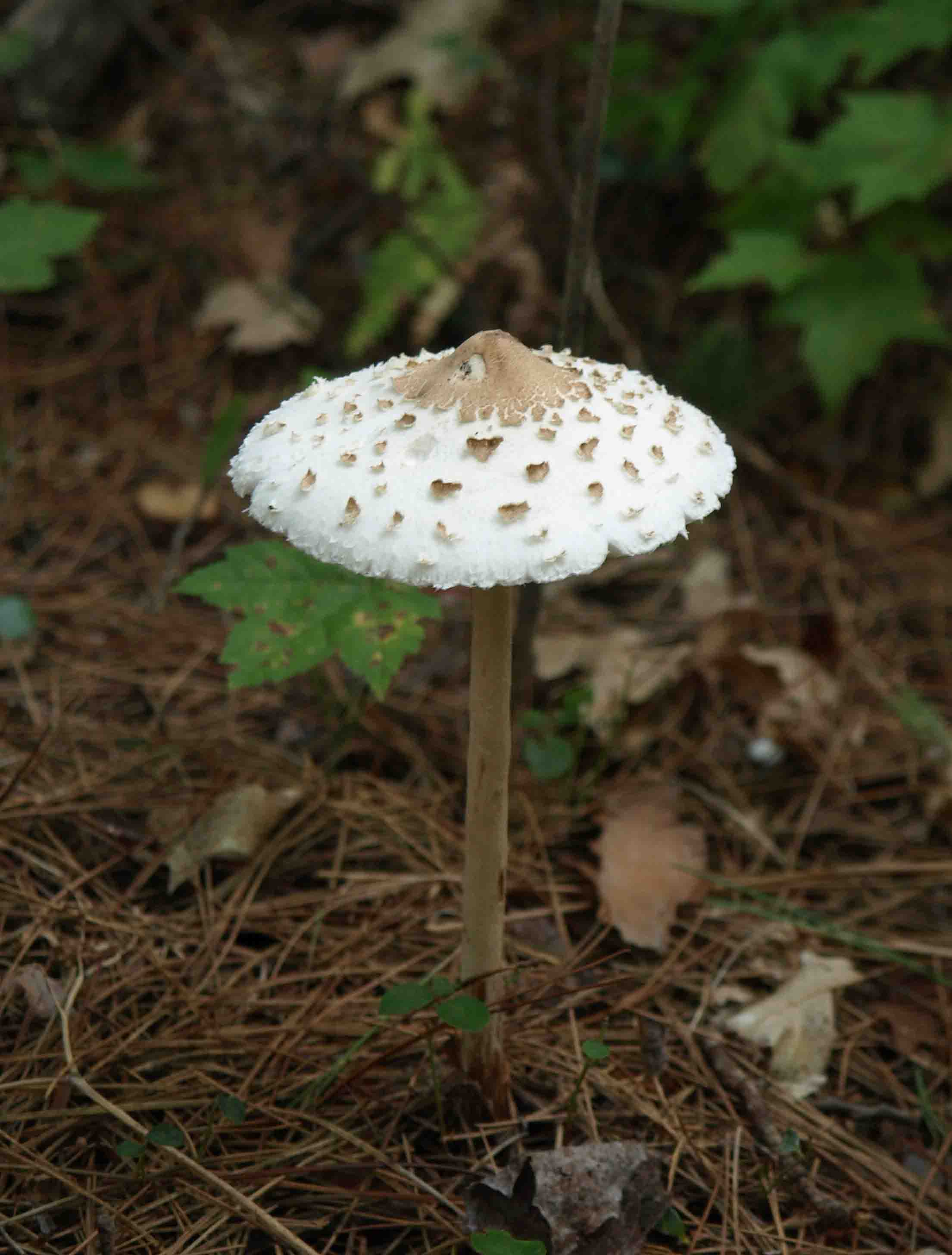 B】ザクザク結晶 デンドリ✳︎アゲートキノコ✳︎Mushroom B】ザクザク